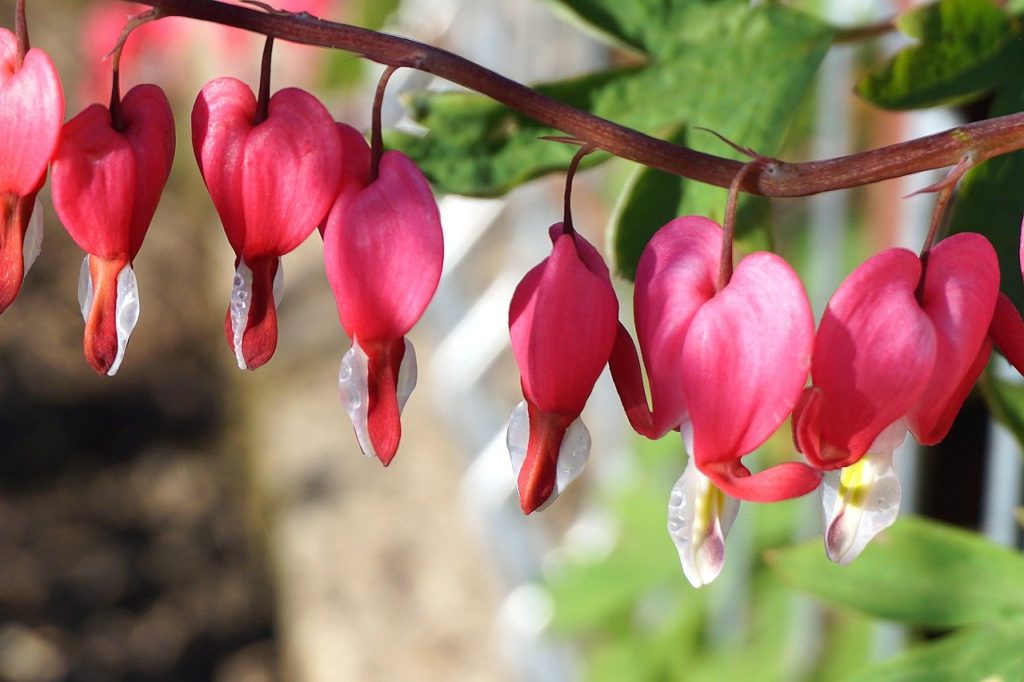 bleeding heart, flowers, plant