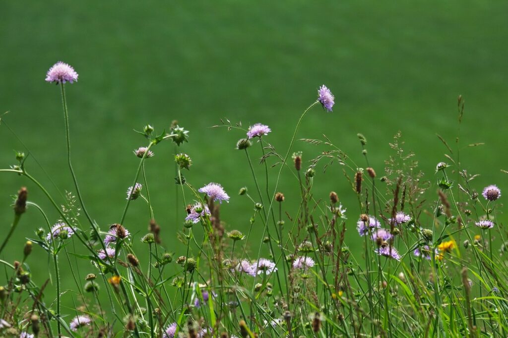 meadow flowers, summer, scabious