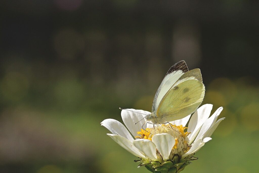 butterfly, blossom, bloom