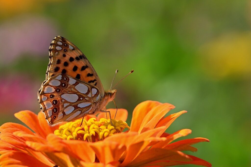 butterfly, fritillary, flower