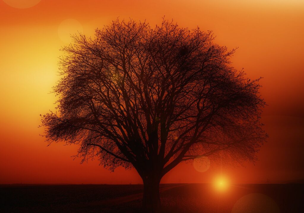 tree, sunset, silhouette