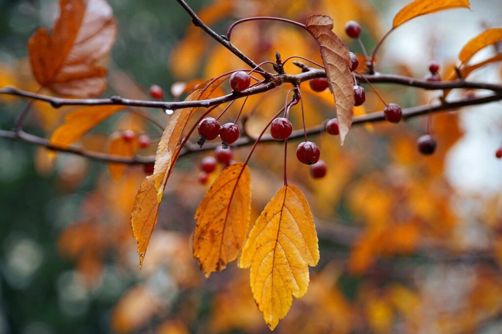 autumn, cherries, wild cherries