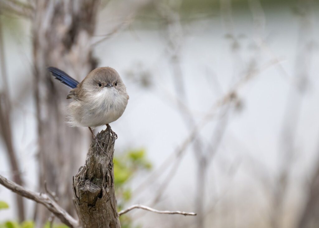 superb fairywren, fairywren, wren