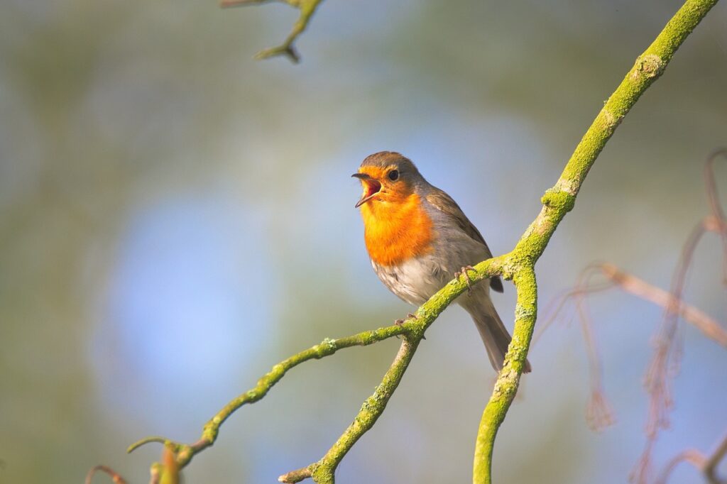 small bird, to sing, robin