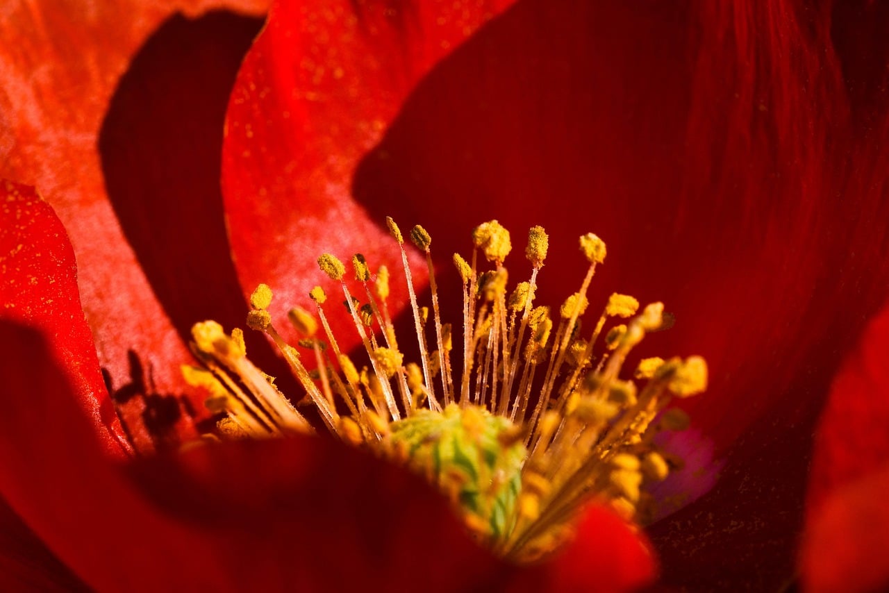 flower, poppy, summer