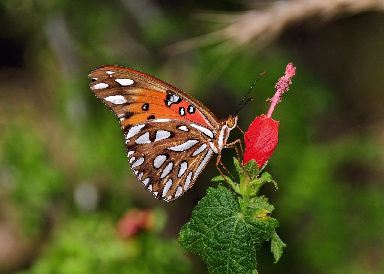 insect, butterfly, entomology